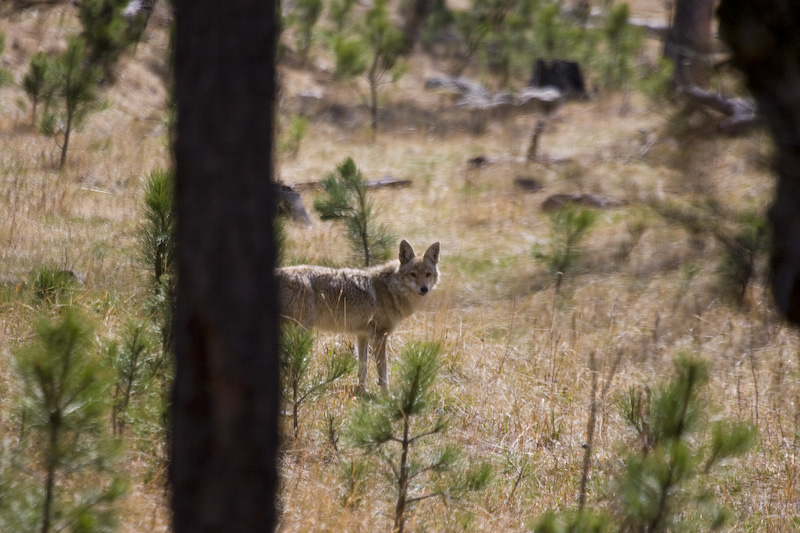 Coyote Through Trees